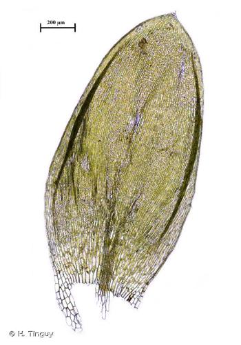<i>Plagiothecium denticulatum </i>var.<i> obtusifolium</i> (Turner) Moore, 1873 © H. Tinguy