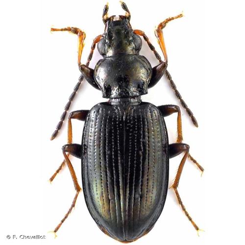 <i>Bembidion tibiale</i> Duftschmid, 1812 © F. Chevaillot