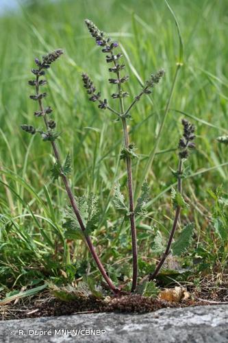 <i>Salvia verbenaca </i>L., 1753 subsp.<i> verbenaca</i> © R. Dupré MNHN/CBNBP