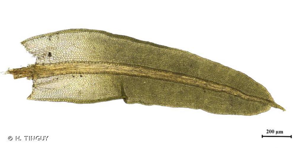 <i>Barbula unguiculata</i> Hedw., 1801 © H. TINGUY