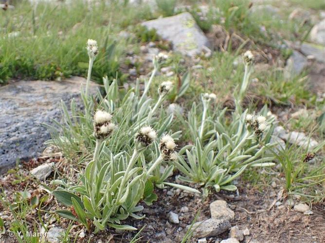 <i>Antennaria carpatica </i>subsp.<i> helvetica</i> (Chrtek & Pouzar) Chrtek & Pouzar, 1985 © 
