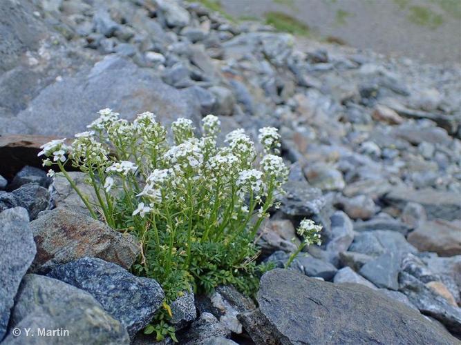 <i>Hornungia alpina </i>(L.) O.Appel, 1997 subsp.<i> alpina</i> © 