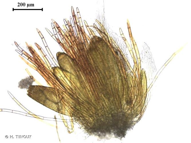 <i>Ptychostomum imbricatulum</i> (Müll.Hal.) Holyoak & N.Pedersen, 2007 © H. TINGUY