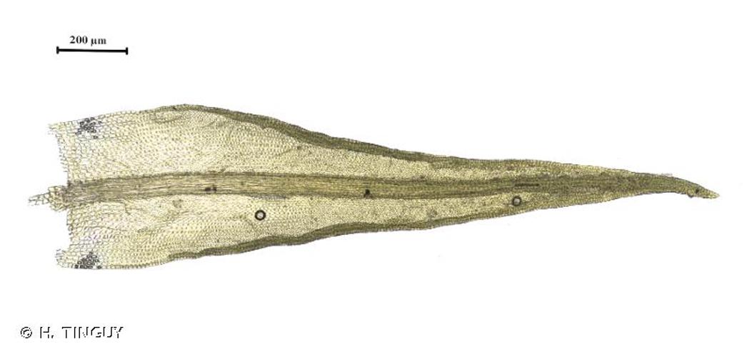 <i>Didymodon rigidulus</i> Hedw., 1801 © H. TINGUY