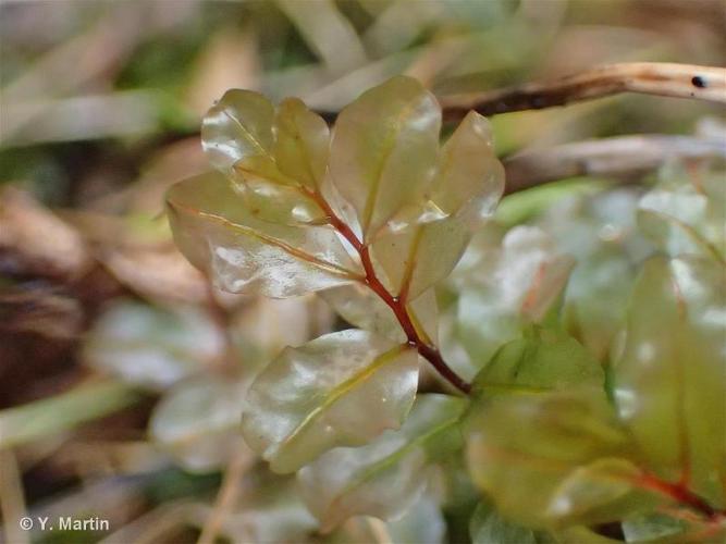 <i>Rhizomnium magnifolium</i> (Horik.) T.J.Kop., 1973 © 