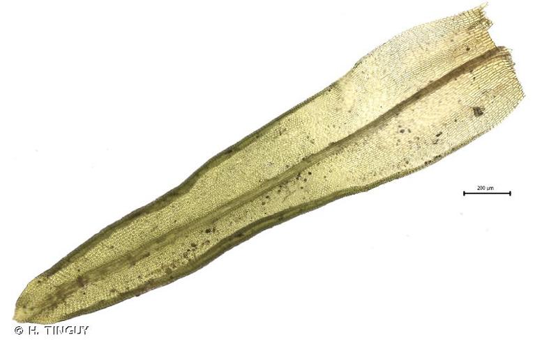 <i>Orthotrichum pallens</i> Bruch ex Brid., 1827 © H. TINGUY