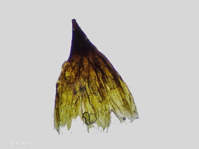 <i>Coscinodon cribrosus</i> (Hedw.) Spruce, 1849 © 