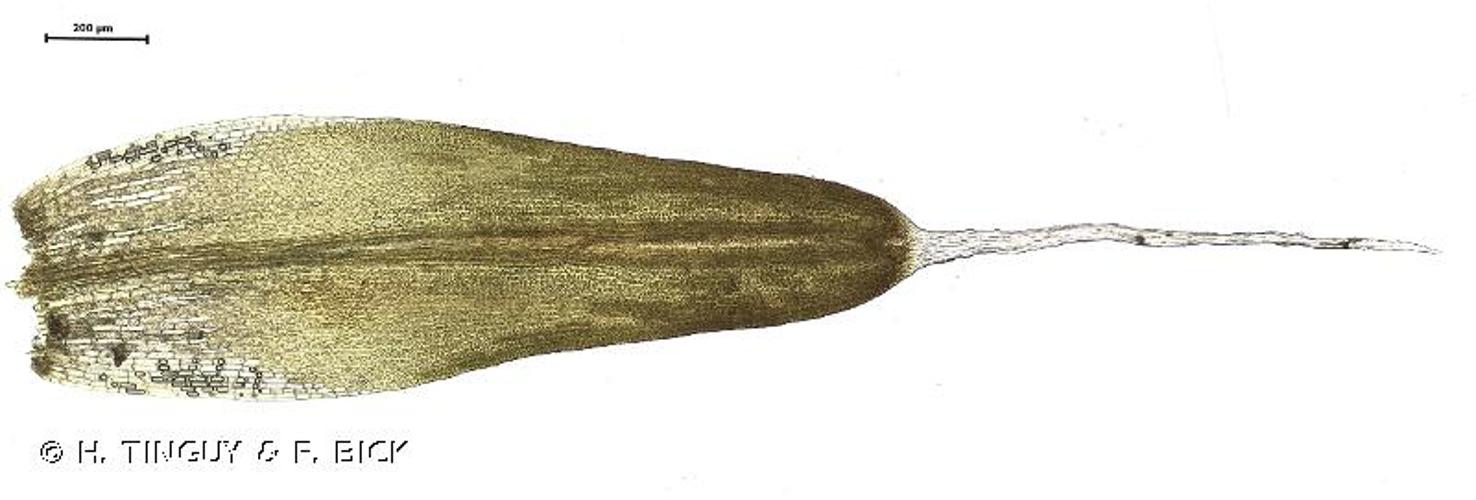<i>Grimmia donniana</i> Sm., 1804 © H. TINGUY & F. BICK