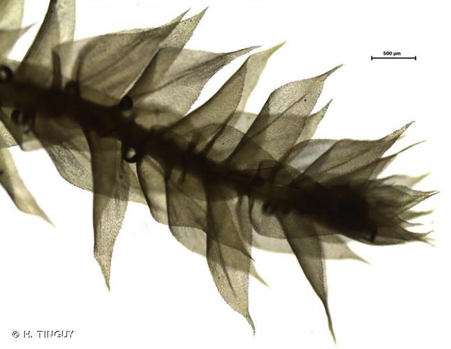 <i>Rhynchostegium megapolitanum</i> (Blandow ex F.Weber & D.Mohr) Schimp., 1852 © H. TINGUY