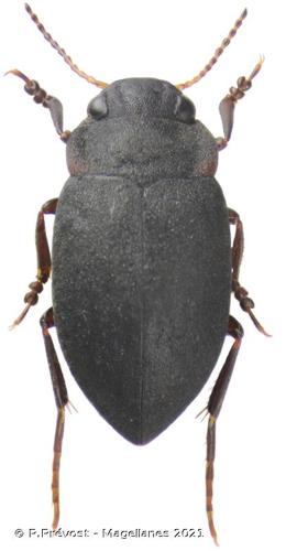 <i>Deronectes moestus</i> (Fairmaire, 1858) © P.Prévost - Magellanes 2021