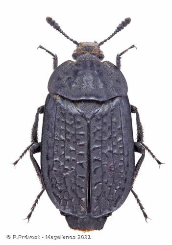 <i>Thanatophilus rugosus</i> (Linnaeus, 1758) © P.Prévost - Magellanes 2021