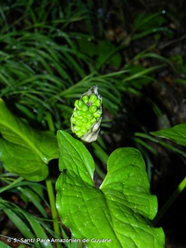 <i>Arum cylindraceum</i> Gasp., 1844 © S. Sant/ Parc Amazonien de Guyane