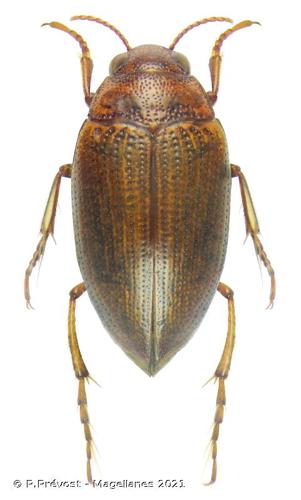 <i>Haliplus mucronatus</i> Stephens, 1828 © P.Prévost - Magellanes 2021