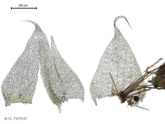 <i>Brachytheciastrum collinum</i> (Schleich. ex Müll.Hal.) Ignatov & Huttunen © H. TINGUY