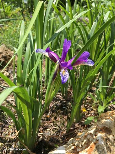 <i>Iris graminea</i> L., 1753 © O. Escuder