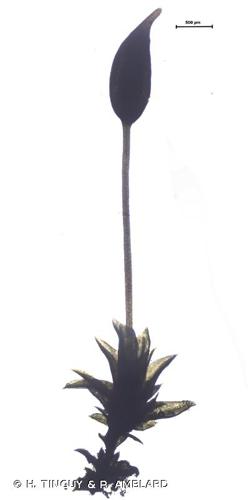 <i>Pottiopsis caespitosa</i> (Brid.) Blockeel & A.J.E.Sm. © H. TINGUY & P. AMBLARD