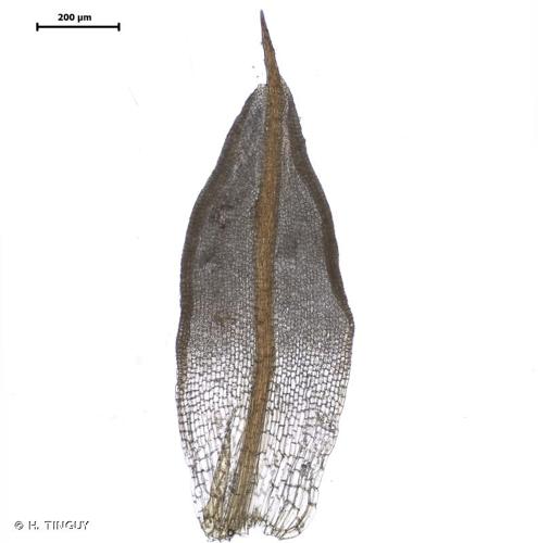 <i>Microbryum starckeanum</i> (Hedw.) R.H.Zander, 1993 © H. TINGUY
