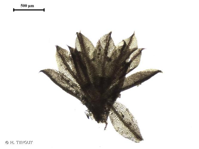 <i>Chenia leptophylla</i> (Müll.Hal.) R.H.Zander, 1993 © H. TINGUY