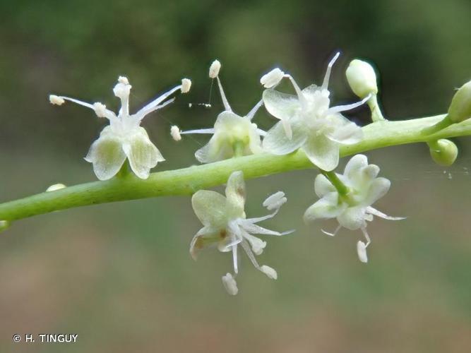 <i>Anredera cordifolia</i> (Ten.) Steenis, 1957 © H. TINGUY