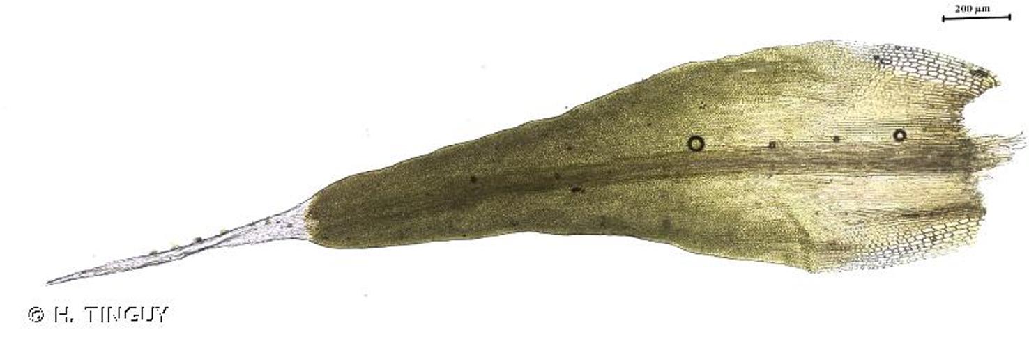 <i>Grimmia ovalis</i> (Hedw.) Lindb., 1871 © H. TINGUY