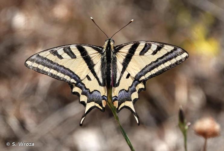 <i>Papilio alexanor alexanor</i> Esper, 1800 © S. Wroza