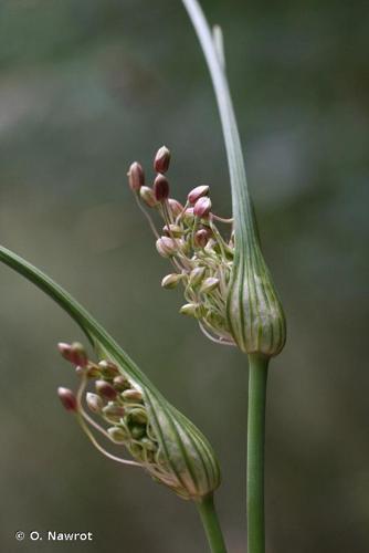 <i>Allium longispathum</i> Redouté, 1811 © O. Nawrot