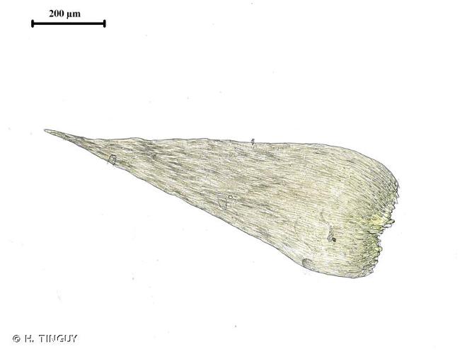 <i>Isopterygiella pulchella</i> (Hedw.) Ignatov & Ignatova, 2020 © H. TINGUY