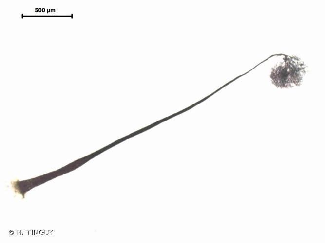 <i>Comatricha elegans</i> (Racib.) G.Lister, 1909 © H. TINGUY