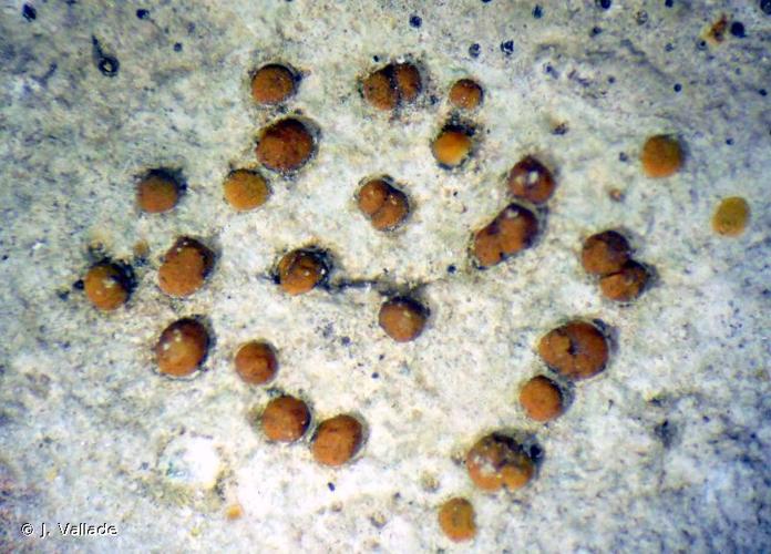 <i>Protoblastenia calva </i>var.<i> sanguinea</i> (Arnold) Cl.Roux, 1977 © J. Vallade