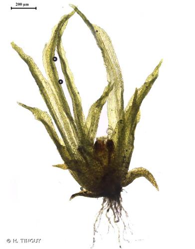 <i>Ephemerum recurvifolium</i> (Dicks.) Boulay, 1872 © H. TINGUY