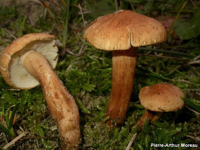 <i>Tricholoma psammopus</i> (Kalchbr.) Quél., 1875 © PA. Moreau