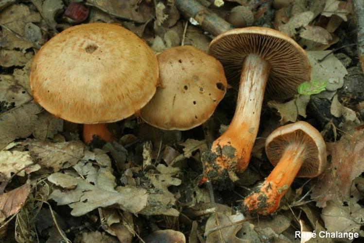 <i>Cortinarius bulliardii</i> (Pers.) Fr., 1838 © R. Chalange