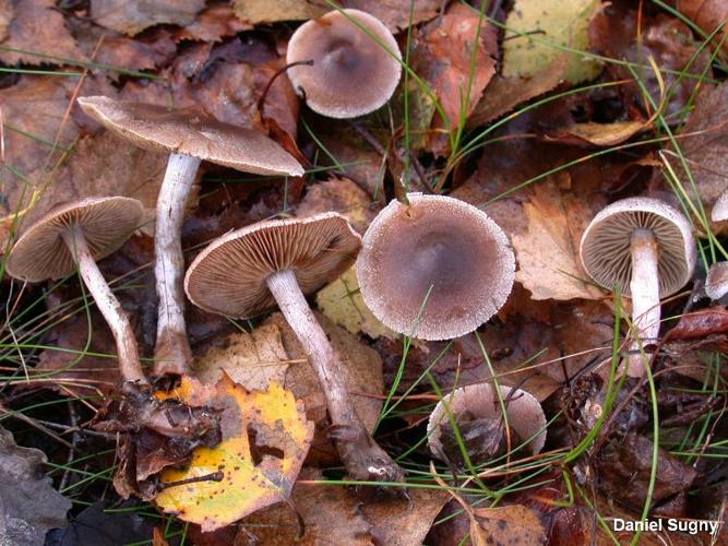 <i>Cortinarius hemitrichus</i> (Pers.) Fr., 1838 © D. Sugny