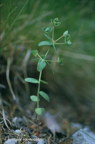 <i>Euphorbia vallinoana</i> Belli, 1904 © R. Dupré MNHN/CBNBP