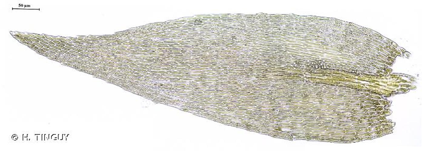 <i>Rhynchostegiella curviseta</i> (Brid.) Limpr., 1896 © H. TINGUY