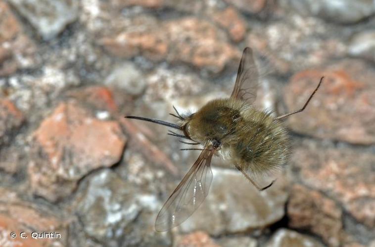 <i>Bombylius cinerascens</i> Mikan, 1796 © C. Quintin