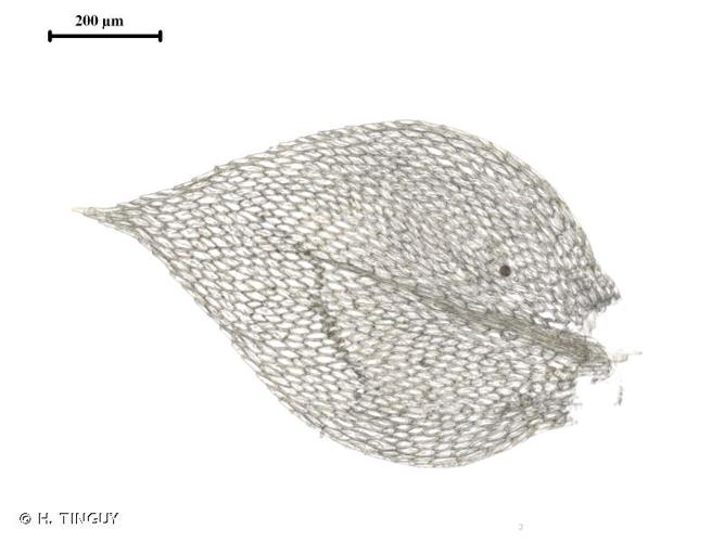 <i>Rhynchostegium rotundifolium</i> (Scop. ex Brid.) Schimp., 1852 © H. TINGUY