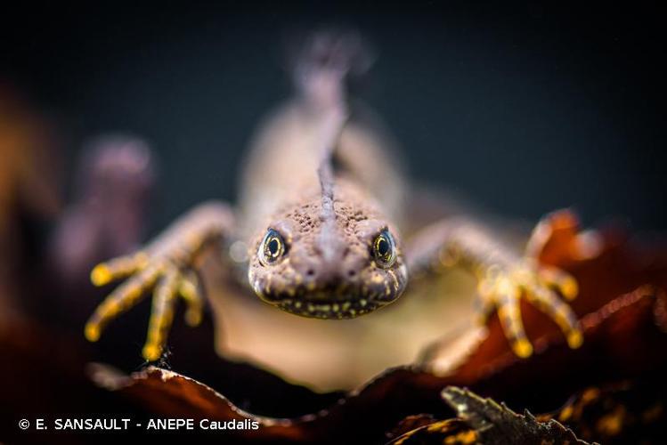 <i>Triturus cristatus</i> (Laurenti, 1768) © E. SANSAULT - ANEPE Caudalis
