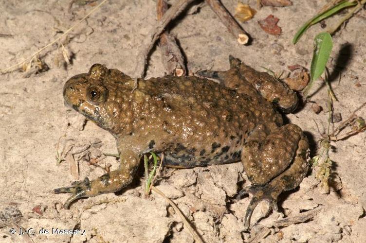 <i>Bombina variegata variegata</i> (Linnaeus, 1758) © J.-C. de Massary