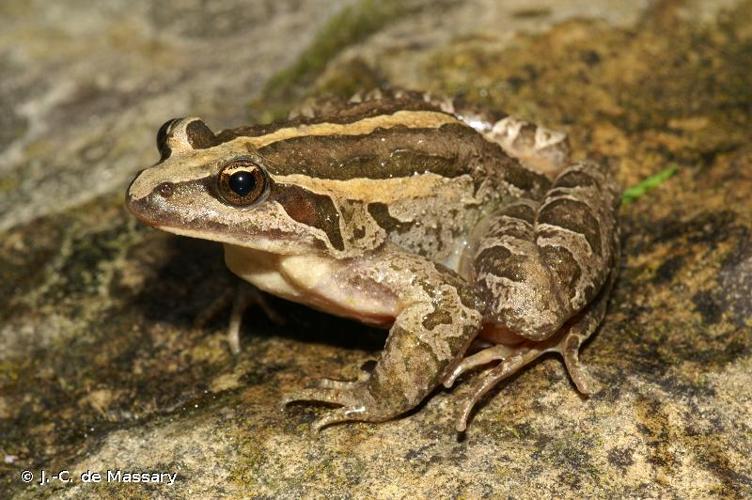 <i>Discoglossus pictus</i> Otth, 1837 © J.-C. de Massary