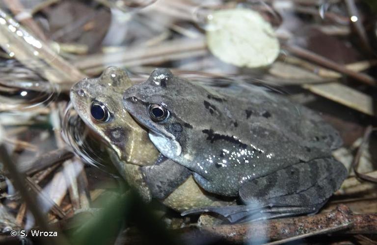 <i>Rana temporaria temporaria</i> Linnaeus, 1758 © S. Wroza