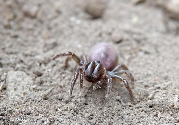 <i>Atypus affinis</i> Eichwald, 1830 © S. Wroza