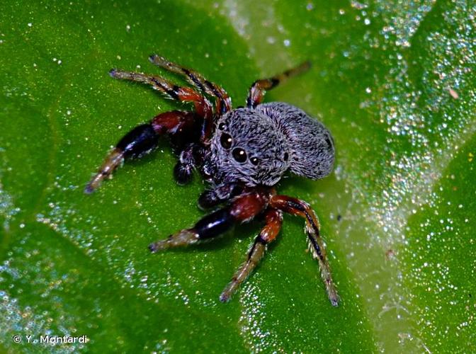 <i>Ballus rufipes</i> (Simon, 1869) © Y. Montardi