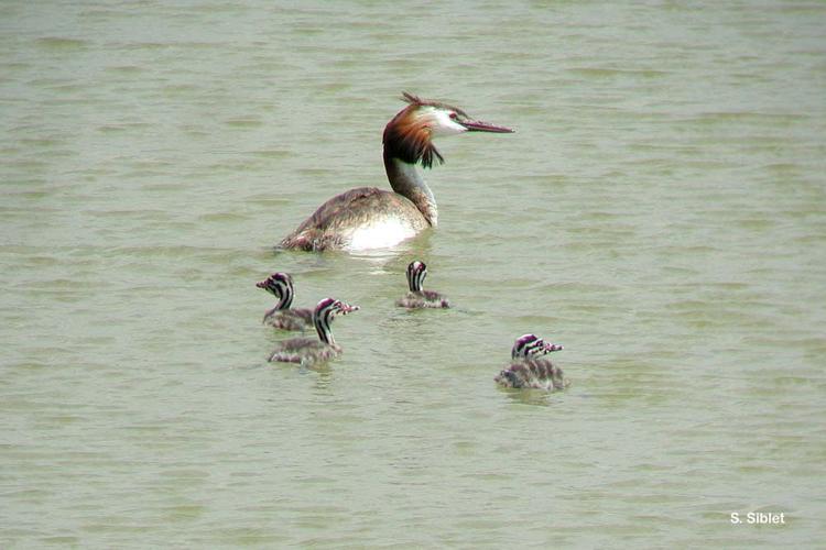 <i>Podiceps cristatus</i> (Linnaeus, 1758) © S. Siblet