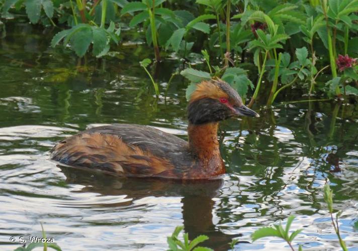 <i>Podiceps auritus</i> (Linnaeus, 1758) © S. Wroza