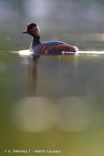 <i>Podiceps nigricollis</i> Brehm, 1831 © E. SANSAULT - ANEPE Caudalis