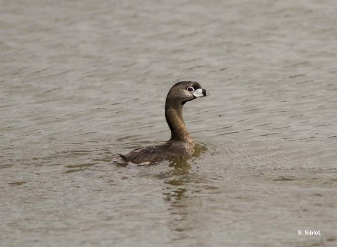 <i>Podilymbus podiceps</i> (Linnaeus, 1758) © S. Siblet