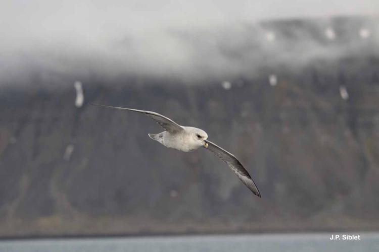 <i>Fulmarus glacialis</i> (Linnaeus, 1761) © J.P. Siblet