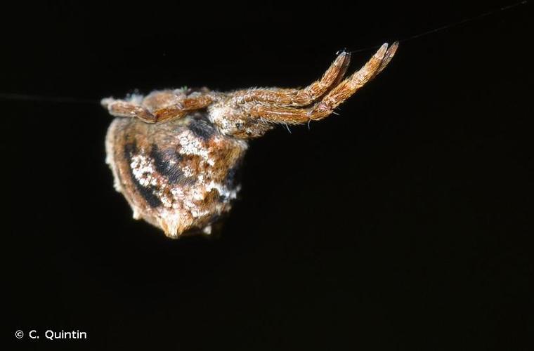 <i>Hyptiotes paradoxus</i> (C.L. Koch, 1834) © C. Quintin