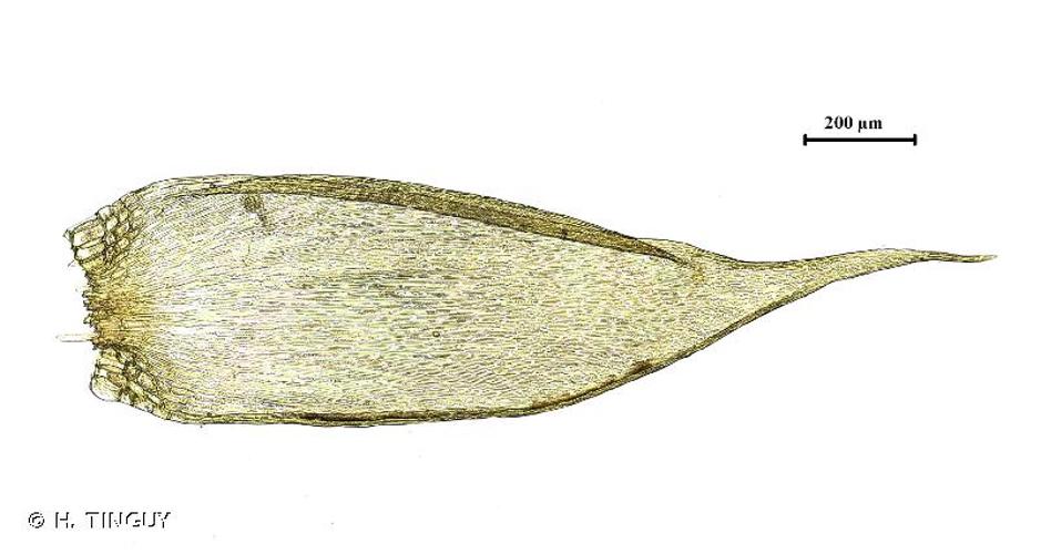 <i>Sematophyllum substrumulosum</i> (Hampe) E.Britton, 1902 © H. TINGUY